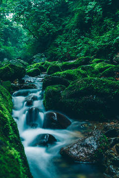 绿石谷青苔苔藓原生态水源地