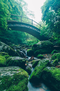 绿石谷青苔苔藓原生态原始森林