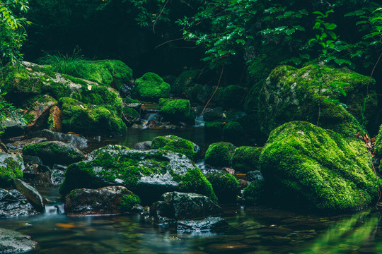 绿石谷青苔苔藓原生态原始森林