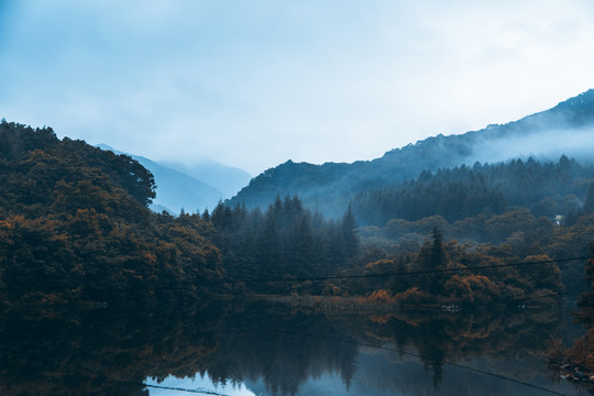 杉树林松树晨雾