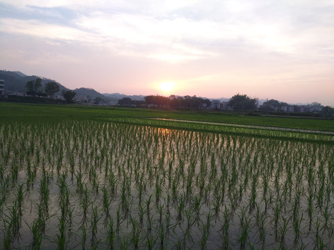 田野