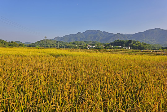 稻田