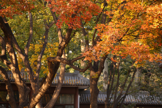 地坛中式红墙青瓦银杏叶秋景