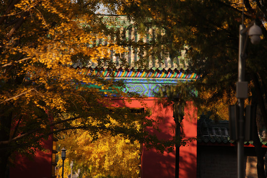 地坛中式红墙青瓦银杏叶秋景
