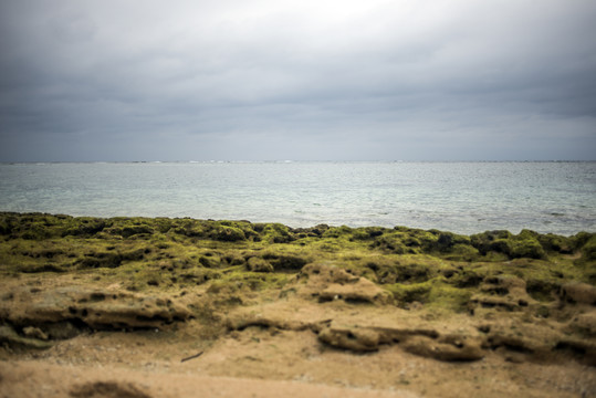 海边苔藓