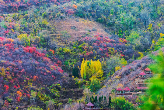 博山姚家峪大山秋色