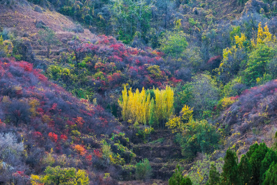 博山姚家峪大山秋色