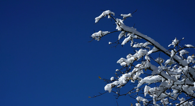 雪枝