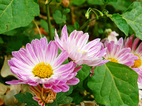 太阳菊