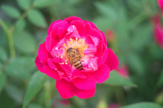 蜜蜂采花蜜