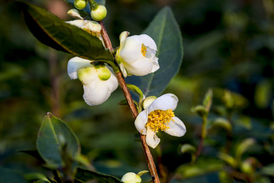 茶花