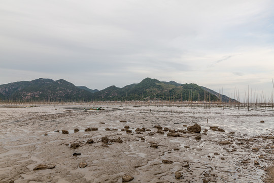 霞浦围江海带养殖基地