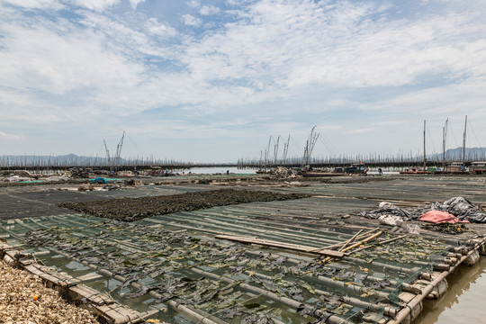 霞浦围江海带养殖基地