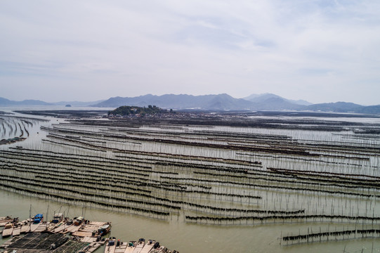 霞浦围江海带养殖基地