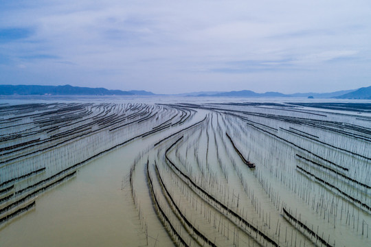 霞浦围江海带养殖基地