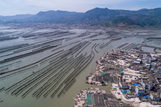 霞浦围江海带养殖基地