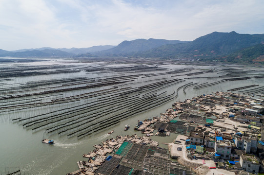 霞浦围江海带养殖基地