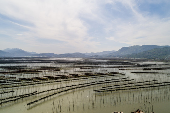 霞浦围江海带养殖基地