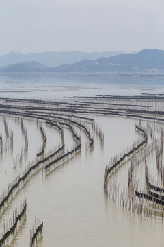 霞浦围江海带养殖基地