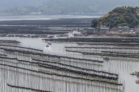 霞浦围江海带养殖基地