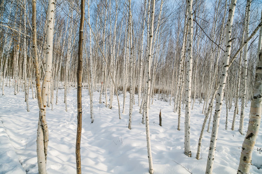 林海雪原