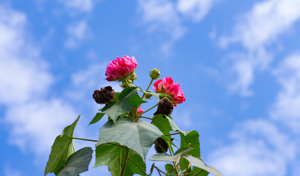 芙蓉花