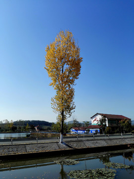 秋天的白杨树