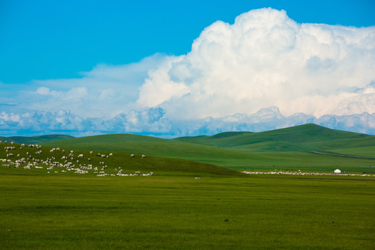 蓝天白云草原羊群蒙古包