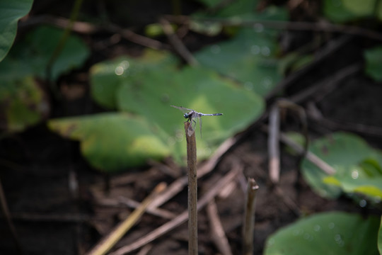 荷叶蜻蜓