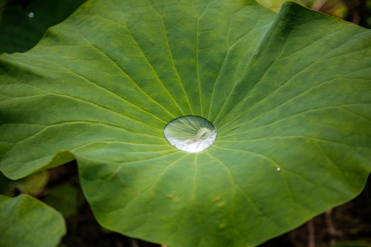 荷叶露水特写纹理