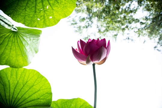 粉色荷花池莲花池叶脉脉络纹理