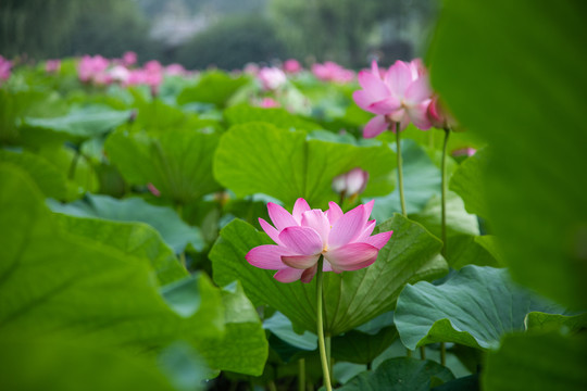 荷花池荷叶特写