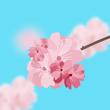 櫻花