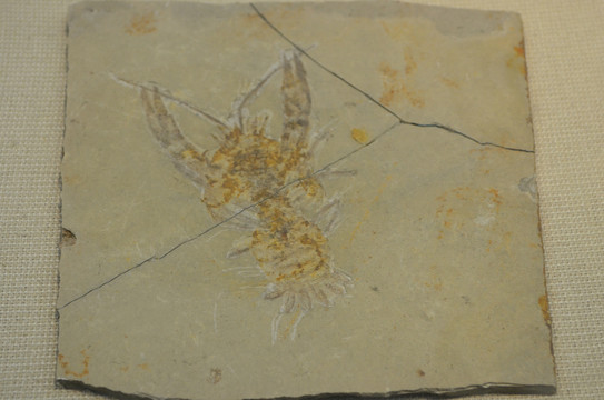 远古虾化石