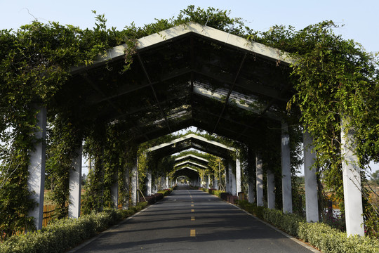 青西郊野公园景观