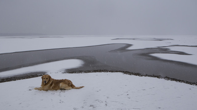 金毛犬