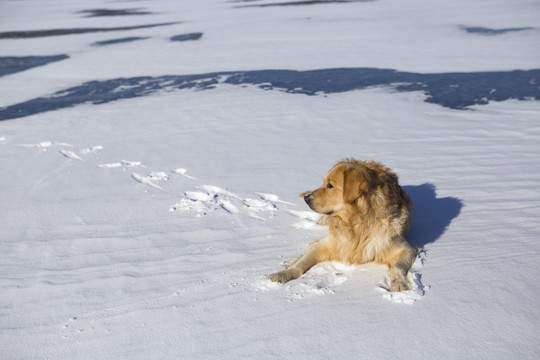 金毛犬