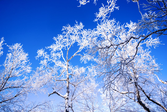 雪景树林