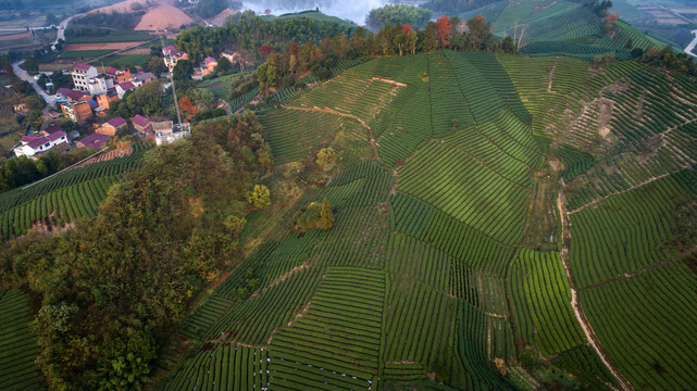 茶山