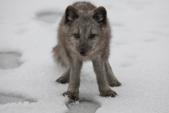 银狐狐狸雪狐仙狐玉狐温顺凶残