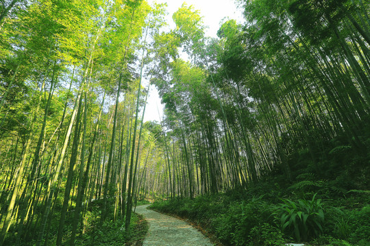 四川宜宾蜀南竹海