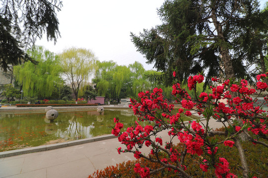 西安交通大学春景