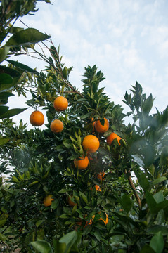 橙子园