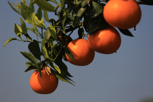 果冻橙高清图片