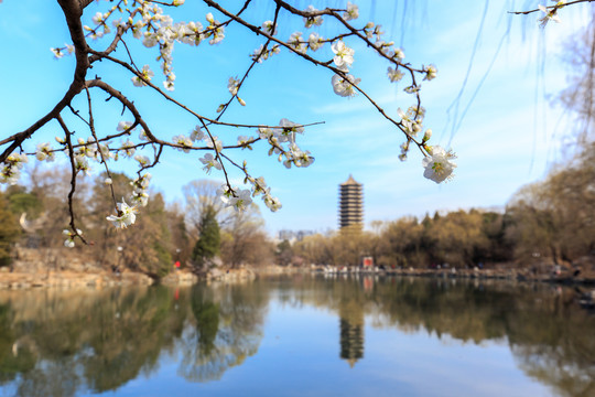 北大校园春色未名湖博雅塔桃花