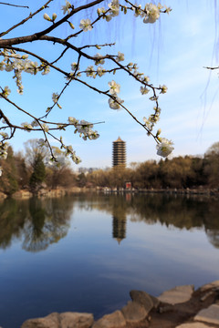 北大校园春色未名湖博雅塔桃花