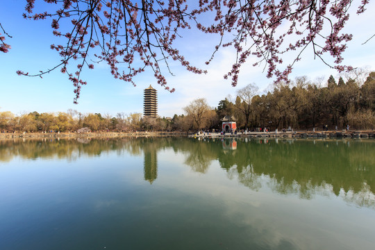 北大未名湖春光博雅塔桃花