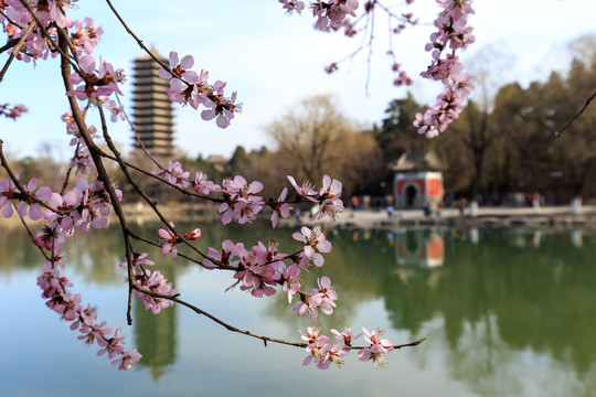 北大校园春色未名湖博雅塔桃花