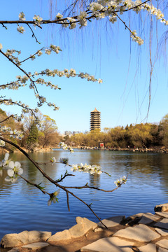 北大未名湖春光博雅塔桃花