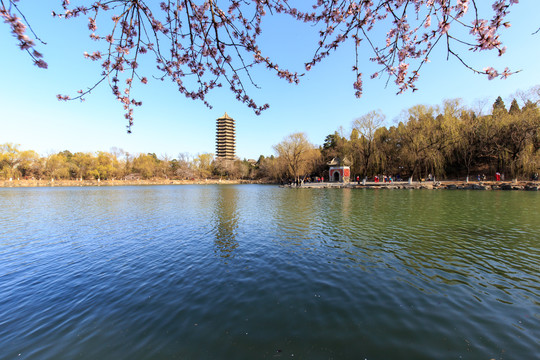 北大未名湖春光博雅塔桃花